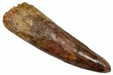Fossil Spinosaurus Tooth - Restored Tip #344181-1